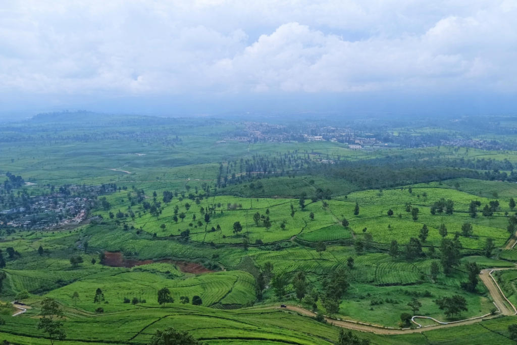 Theeplantage Gunung Mas in Bogor met groene terrassen, heuvels en bewolkte hemel.