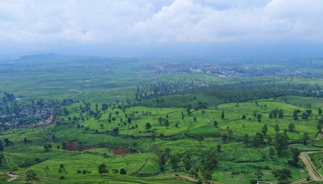 Theeplantage Gunung Mas in Bogor met groene terrassen, heuvels en bewolkte hemel.