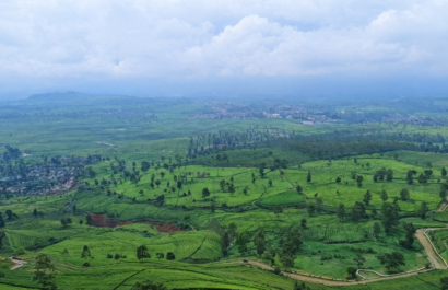 Theeplantage Gunung Mas in Bogor met groene terrassen, heuvels en bewolkte hemel.